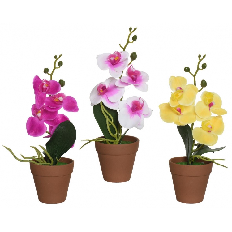 ΟΡΧΙΔΕΑ ΣΕ ΚΑΦΕ ΓΛΑΣΤΡΑ Συνθετικό Φ9*Υ30