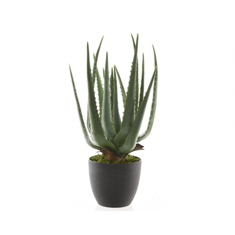 ALOE VERA ΣΕ ΓΛΑΣΤΡΑ EVERLANDS Συνθετικό Φ0.25*Υ0.40